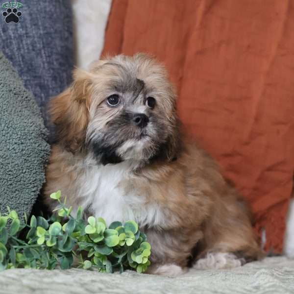 Hendrix, Teddy Bear Puppy